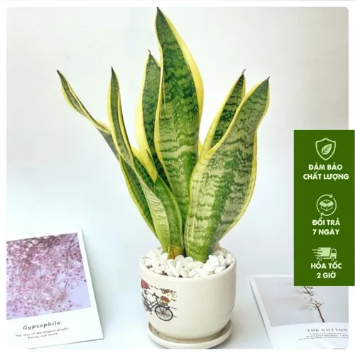 ✨Chậu Hoa Để Bàn Làm Việc Lưỡi Hổ - Bí Quyết Giúp Bạn Thăng Tiến, Hút Tài Lộc!