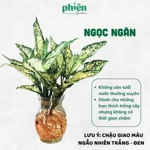 🌸Cây Ngọc Ngân: Chậu Hoa Để Bàn Bằng Thủy Tinh Đẹp MÊ LY!
