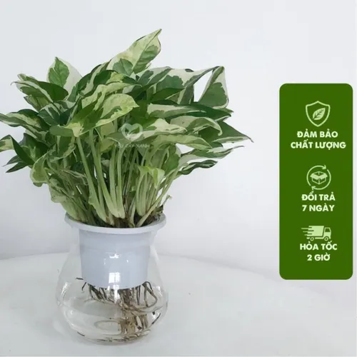 💔Chậu Hoa Để Bàn Cây Trầu Bà Sữa Siêu Xinh, Hút Tài Lộc Cho Dân Văn Phòng!