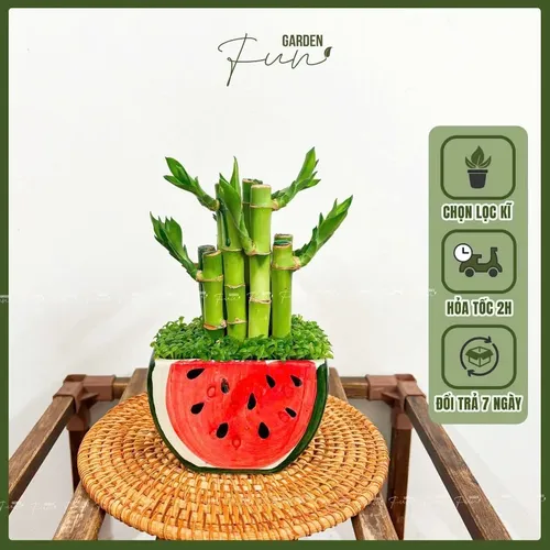 🌸Cây trúc phát tài: TOP 1 Chậu Hoa Để Bàn Làm Việc: Đặt Chậu Này, TIỀN VÀO NHƯ NƯỚC!