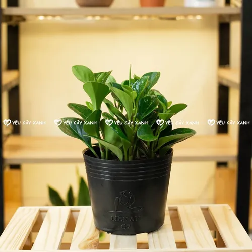 💔Review Chậu Trường Sinh: Chậu Hoa Để Bàn Làm Việc Có Thực Sự Tốt Như Lời Đồn?