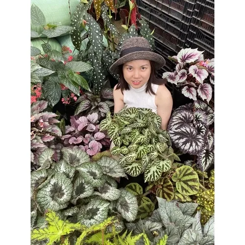 ☀️Cây Thu Hải Đường: Chậu Hoa Để Bàn Mini Đang Được Săn Lùng!