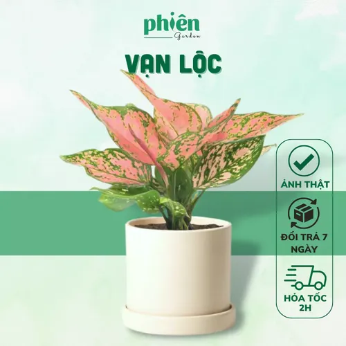 🌸Chậu hoa để bàn làm việc Vạn Lộc - Gốm tráng men sang trọng, thu hút vượng khí.