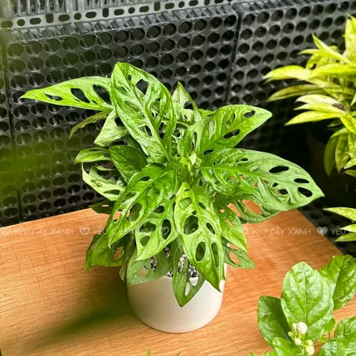 🍃🌸Chậu Hoa Để Bàn: Bí Mật Giúp Gia Chủ THĂNG QUAN TIẾN CHỨC Không Ai Nói!