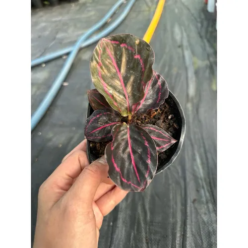 🌼Cây Đuôi Công Tím - Chậu Hoa Để Bàn Đẹp Mang Lại Nguồn Cảm Hứng Bất Tận!