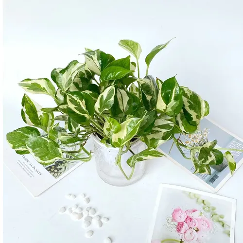 💔Chậu Hoa Để Bàn Cây Trầu Bà Sữa Siêu Xinh, Hút Tài Lộc Cho Dân Văn Phòng!