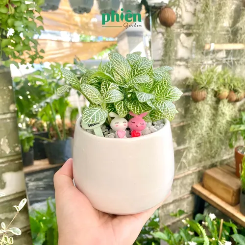 🌼Chậu Hoa Để Bàn Cẩm Nhung: Món Quà TẶNG Ý Nghĩa Cho Người Bạn Yêu Thương.