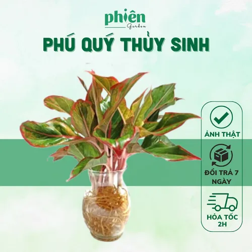 💔Chậu Cây Phú Quý Thủy Tinh – Chậu Hoa Để Bàn Nhỏ Xinh & Sang Trọng.