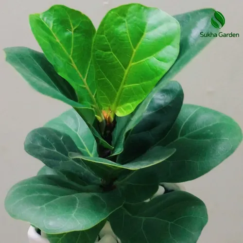 🌿Cây Bàng Singapore - Chậu Hoa Để Bàn Văn Phòng Thu Hút May Mắn và Tài Lộc!