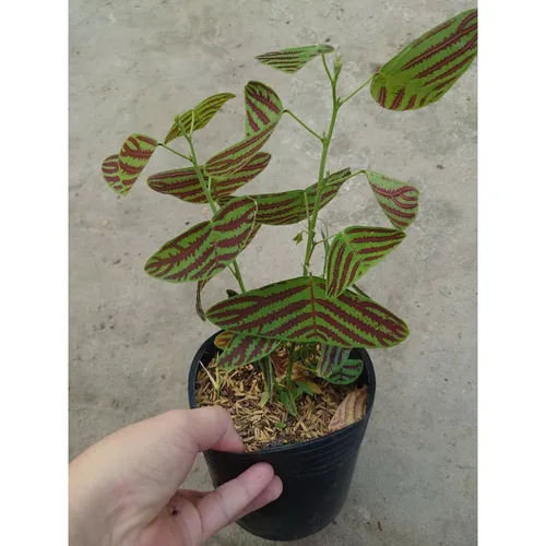 🧑‍🌾Cây Bướm Xuân - Chậu Hoa Để Bàn Dễ Thương, Độc Lạ Không Đụng Hàng!