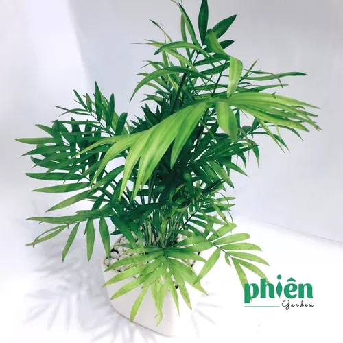 ✨Review Chậu Cau Tiểu Trâm: Có phải là chậu hoa để bàn đẹp & TỐT PHONG THỦY như lời đồn?