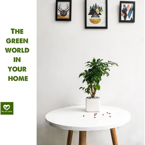 🌱Chậu hoa để bàn phong thủy: Cây HẠNH PHÚC GỐC TO- Kích hoạt TÀI LỘC, VƯỢNG KHÍ!