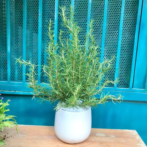 🌳Chậu Hoa Để Bàn Trang Trí Cây Hương Thảo: Thơm Ngát, Xua Đuổi Muỗi, Thu Hút Tài Lộc!