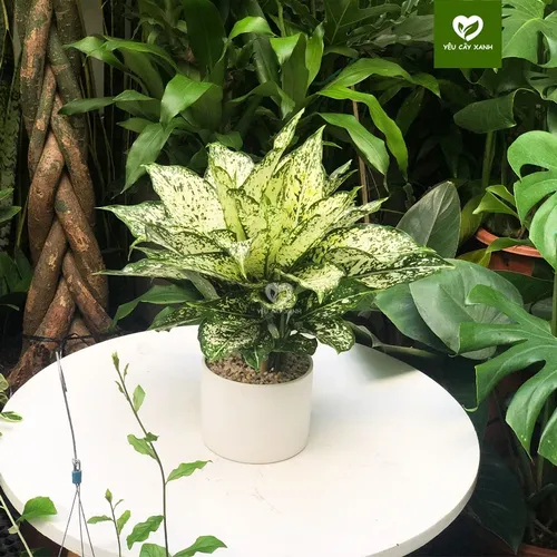 🌼✨Cây Ngọc Ngân: Chậu Hoa để bàn Sang trọng hợp Phong thủy!