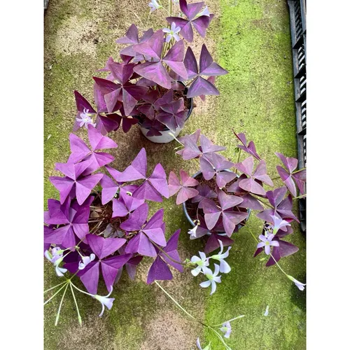 🌸Tại Sao Chậu Bướm Đêm Lại Là Chậu Hoa Để Bàn DỄ THƯƠNG Được Săn Lùng Nhất?