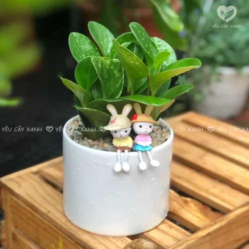 💔Review Chậu Trường Sinh: Chậu Hoa Để Bàn Làm Việc Có Thực Sự Tốt Như Lời Đồn?