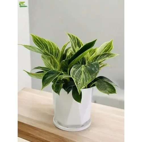 🌸Chậu Hoa Để Bàn Phong Thủy Trầu Bà Đế Vương Kim Cương: Thu hút may mắn