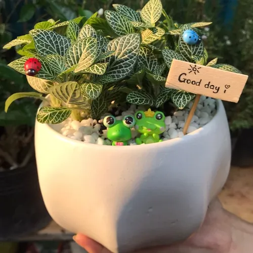 🌼Chậu Hoa Để Bàn Cẩm Nhung: Món Quà TẶNG Ý Nghĩa Cho Người Bạn Yêu Thương.