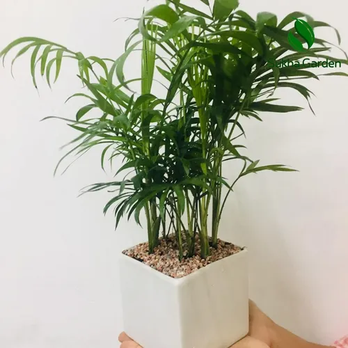 ✨Review Chậu Cau Tiểu Trâm: Có phải là chậu hoa để bàn đẹp & TỐT PHONG THỦY như lời đồn?