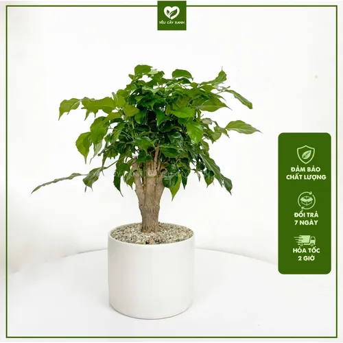 🌱Chậu hoa để bàn phong thủy: Cây HẠNH PHÚC GỐC TO- Kích hoạt TÀI LỘC, VƯỢNG KHÍ!