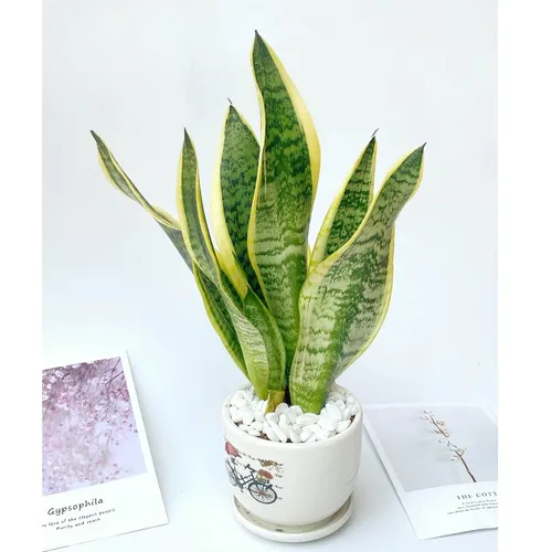 ✨Chậu Hoa Để Bàn Làm Việc Lưỡi Hổ - Bí Quyết Giúp Bạn Thăng Tiến, Hút Tài Lộc!