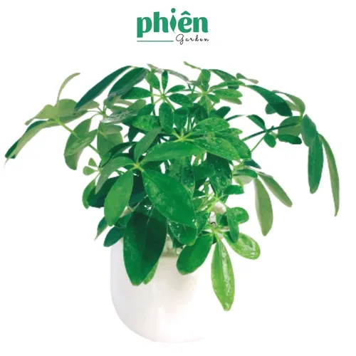 💧Cây Ngũ Gia Bì: Chậu Hoa Để Bàn Độc Đáo- Hút TÀI LỘC, Thanh Lọc Không Khí.