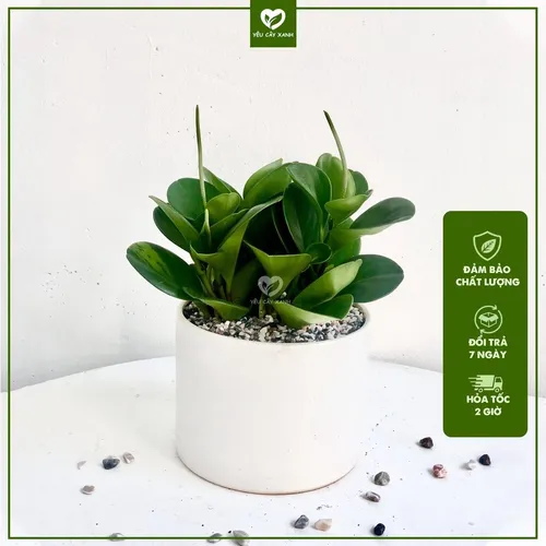 💔Review Chậu Trường Sinh: Chậu Hoa Để Bàn Làm Việc Có Thực Sự Tốt Như Lời Đồn?