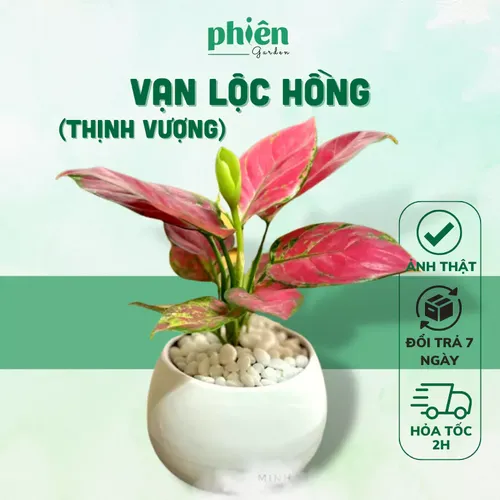 💧🌼Bí Mật về Cây Vạn Lộc - Chậu Hoa Để Bàn Phong Thủy Không Phải Ai Cũng Biết!
