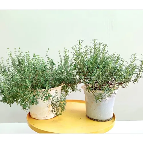 🍃Cây Hương Thảo: Chậu hoa để bàn 2 trong 1: Vừa THƠM phức, vừa ĐUỔI MUỖI hiệu quả!