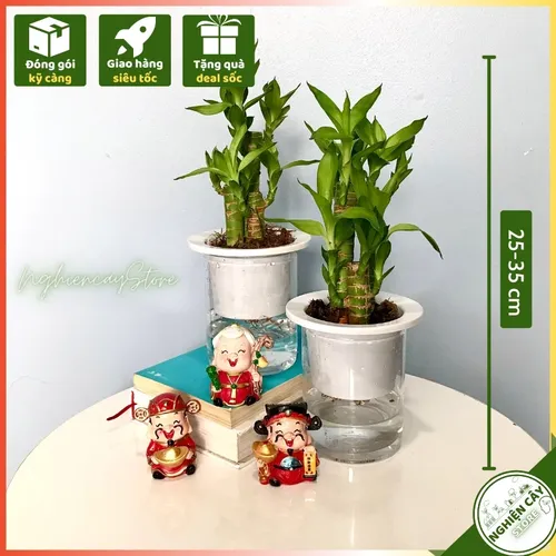 🌱Chậu Hoa Để Bàn Phong Thủy: Cây Trúc Phát Tài Giúp THU HÚT VẬN MAY Cực Mạnh!