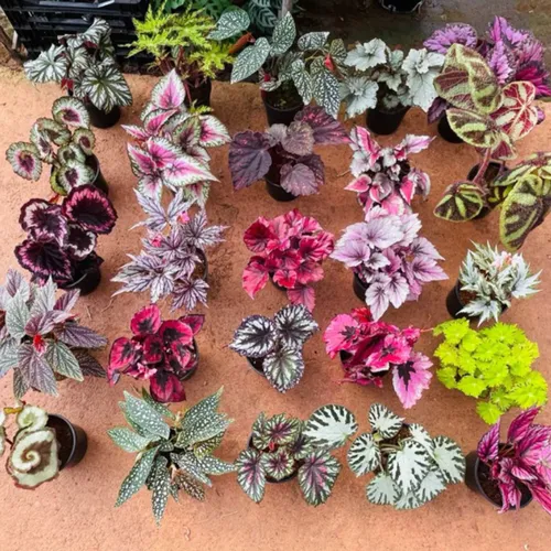 ☀️Cây Thu Hải Đường: Chậu Hoa Để Bàn Mini Đang Được Săn Lùng!