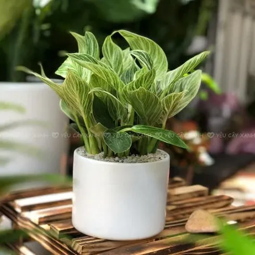 🌸Chậu Hoa Để Bàn Phong Thủy Trầu Bà Đế Vương Kim Cương: Thu hút may mắn