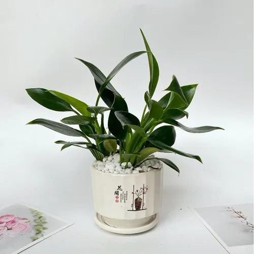 🌱Đẳng Cấp Đế Vương: Chậu Hoa Để Bàn Dễ Thương Giúp Sự Nghiệp THĂNG TIẾN Bất Ngờ!