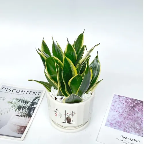 ✨Cây Lưỡi Hổ Thái Lùn: Chậu Hoa Để Bàn Văn Phòng KÍCH HOẠT TÀI LỘC!