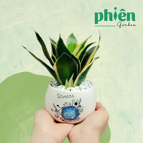 ☀️Chậu Hoa Để Bàn Phong Thủy Lưỡi Hổ Thái: THU HÚT TÀI LỘC, May Mắn Cho Dân Văn Phòng!