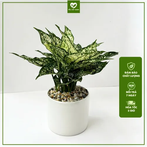 🌼✨Cây Ngọc Ngân: Chậu Hoa để bàn Sang trọng hợp Phong thủy!