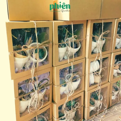 💔Set Quà Tặng Cây Sen Đá ĐỘC ĐÁO: Chậu hoa để bàn nhỏ xinh Thay Vạn Lời Nói!