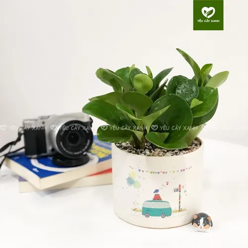 💔Review Chậu Trường Sinh: Chậu Hoa Để Bàn Làm Việc Có Thực Sự Tốt Như Lời Đồn?