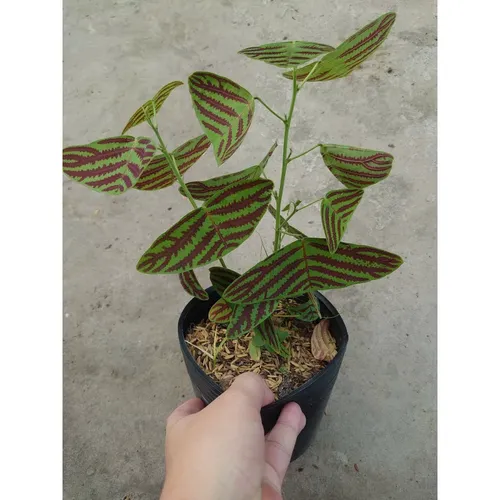 🧑‍🌾Cây Bướm Xuân - Chậu Hoa Để Bàn Dễ Thương, Độc Lạ Không Đụng Hàng!