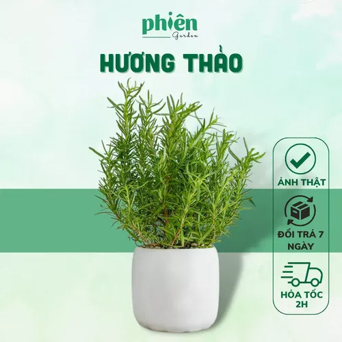 🌳Chậu Hoa Để Bàn Trang Trí Cây Hương Thảo: Thơm Ngát, Xua Đuổi Muỗi, Thu Hút Tài Lộc!