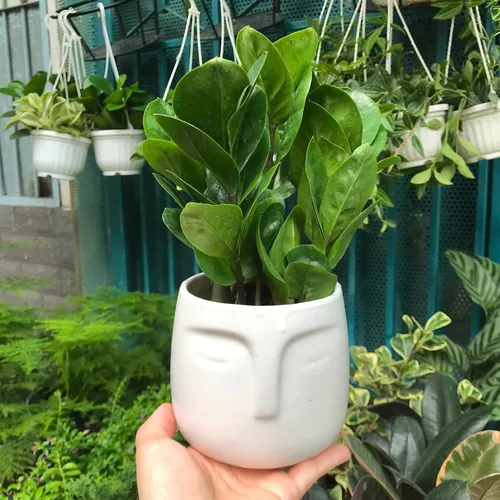 🧑‍🌾Cây Kim Tiền: Chậu Hoa Để Bàn Trang Trí Rước VẬN MAY Vào Nhà!