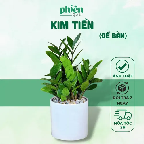 🧑‍🌾Cây Kim Tiền: Chậu Hoa Để Bàn Trang Trí Rước VẬN MAY Vào Nhà!
