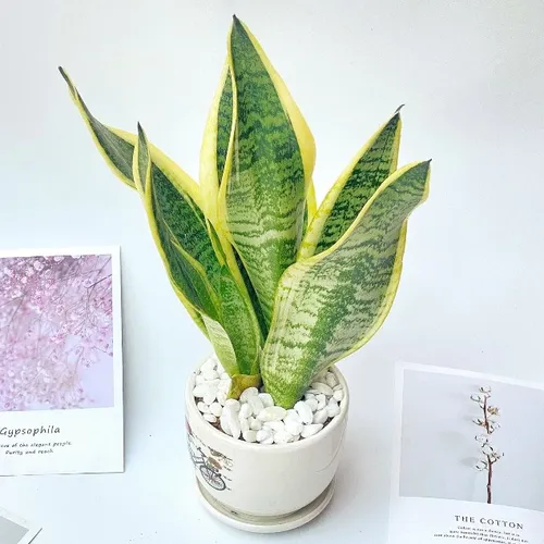 ✨Chậu Hoa Để Bàn Làm Việc Lưỡi Hổ - Bí Quyết Giúp Bạn Thăng Tiến, Hút Tài Lộc!