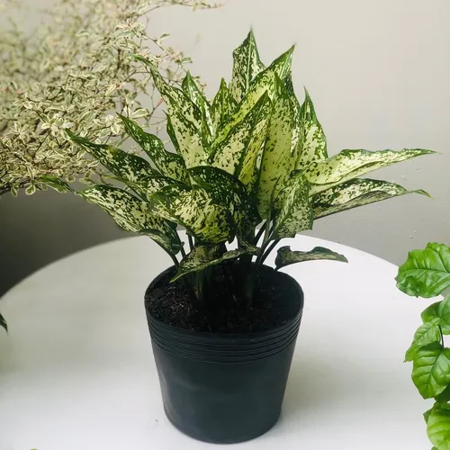 🌼✨Cây Ngọc Ngân: Chậu Hoa để bàn Sang trọng hợp Phong thủy!