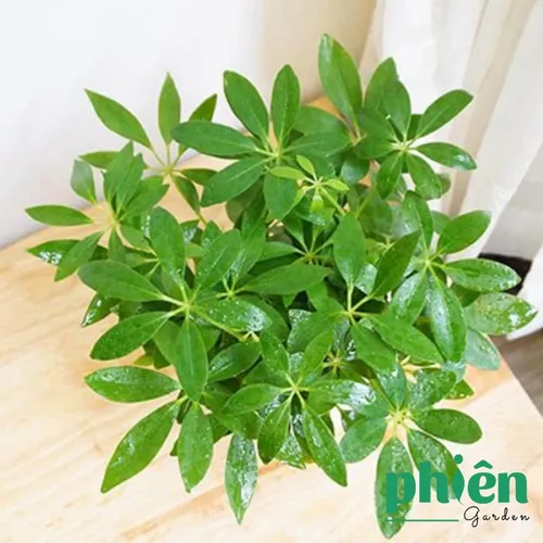 💧Cây Ngũ Gia Bì: Chậu Hoa Để Bàn Độc Đáo- Hút TÀI LỘC, Thanh Lọc Không Khí.