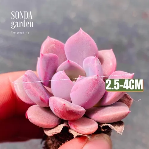 🌸 Cây Sen Đá mini: F5 Góc Làm Việc Với Chậu Hoa Để Bàn Nhỏ Xinh Siêu Cưng!