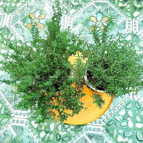 🍃Cây Hương Thảo: Chậu hoa để bàn 2 trong 1: Vừa THƠM phức, vừa ĐUỔI MUỖI hiệu quả!