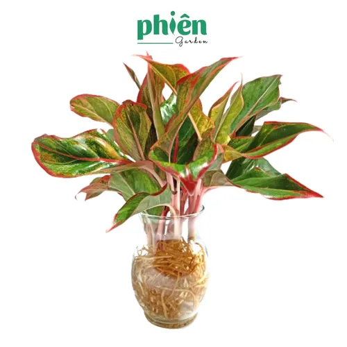 💔Chậu Cây Phú Quý Thủy Tinh – Chậu Hoa Để Bàn Nhỏ Xinh & Sang Trọng.