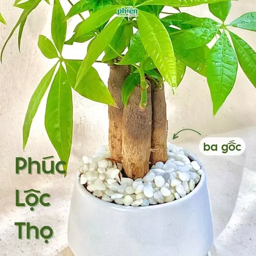 🌳Chậu Hoa Để Bàn Độc Đáo - Kim Ngân Tam Lộc: TIỀN VÀO NHƯ NƯỚC