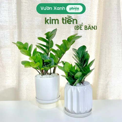 🧑‍🌾Cây Kim Tiền: Chậu Hoa Để Bàn Trang Trí Rước VẬN MAY Vào Nhà!